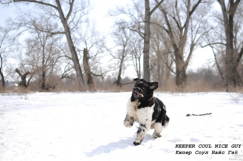 Фото: ньюфаундленд Keeper Soul Nice Guy (Кипер Соул Найс Гай)