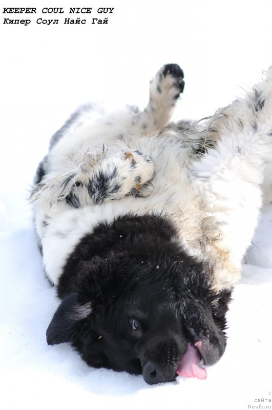 Фото: ньюфаундленд Keeper Soul Nice Guy (Кипер Соул Найс Гай)