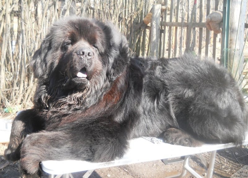 Фото: ньюфаундленд Fann'yuf Oligarh Litavr (Фанньюф Олигарх Литавр)