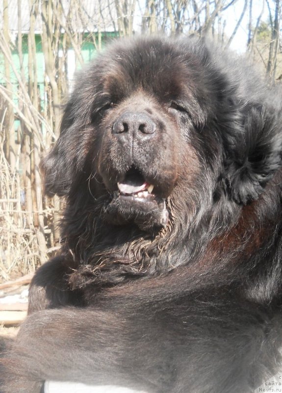 Фото: ньюфаундленд Fann'yuf Oligarh Litavr (Фанньюф Олигарх Литавр)