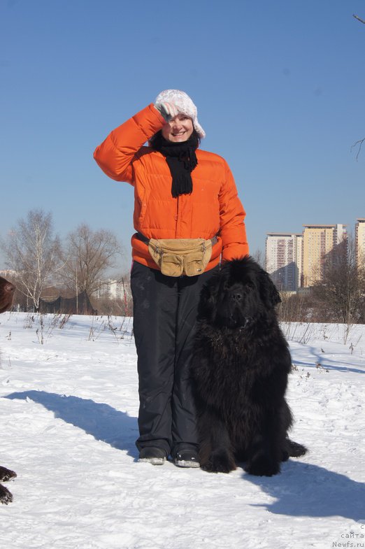Фото: ньюфаундленд Sent Djons Hyeppi Gou Lakki (Сент Джонс Хэппи Гоу Лакки)