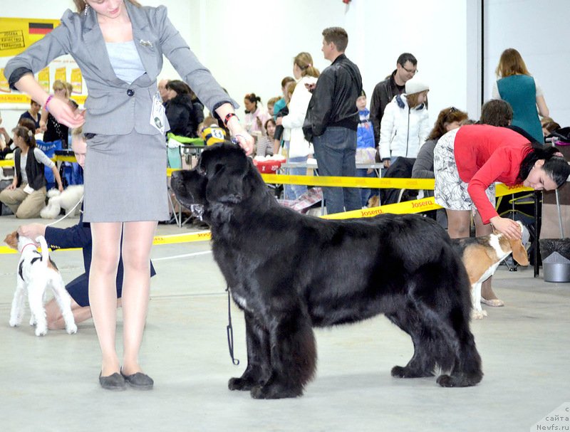 Фото: ньюфаундленд Belkonder-Club Ugli-Boogli (Белкондер-Клаб Угли-Бугли)