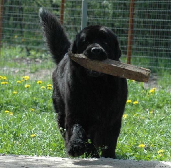 Фото: ньюфаундленд Eleganza vom Darius Land