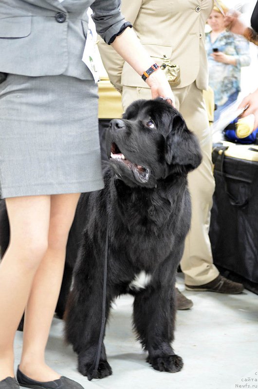 Фото: ньюфаундленд Belkonder-Club Ugli-Boogli (Белкондер-Клаб Угли-Бугли)