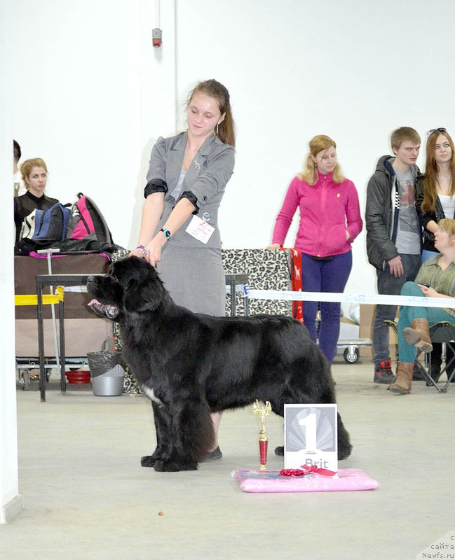 Фото: ньюфаундленд Belkonder-Club Ugli-Boogli (Белкондер-Клаб Угли-Бугли)