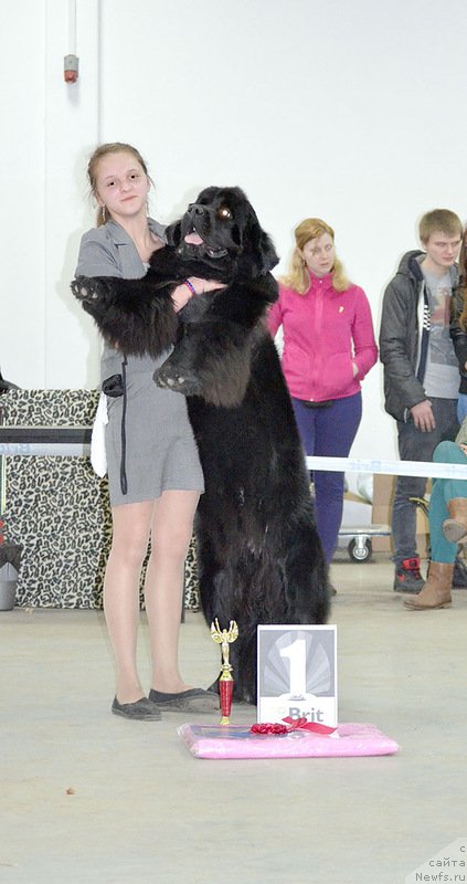 Фото: ньюфаундленд Belkonder-Club Ugli-Boogli (Белкондер-Клаб Угли-Бугли)