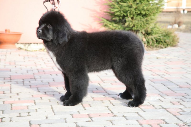 Фото: ньюфаундленд Dark Pride Vertu (Дак Прайд Верту)