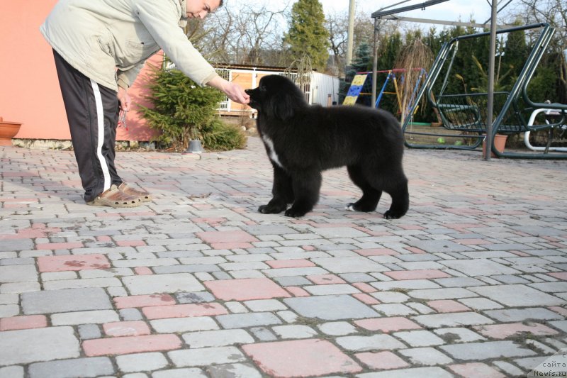 Фото: ньюфаундленд Dark Pride Vertu (Дак Прайд Верту)