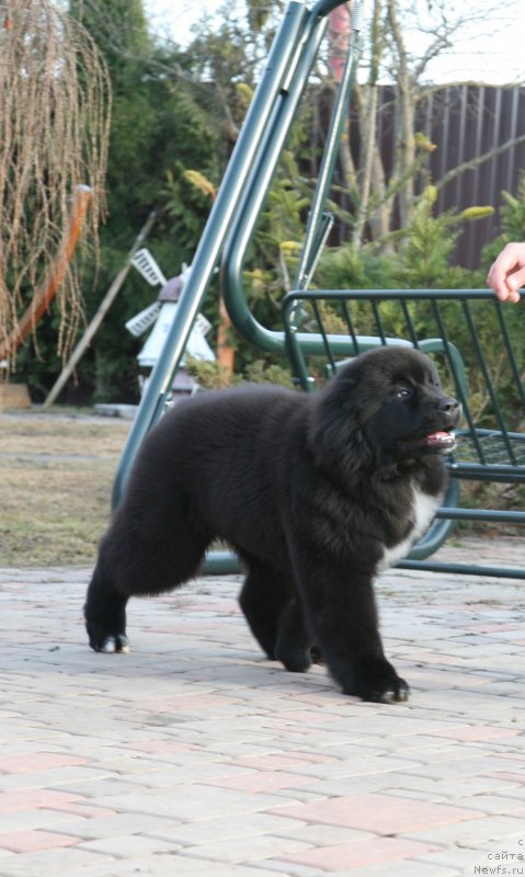 Фото: ньюфаундленд Dark Pride Vertu (Дак Прайд Верту)