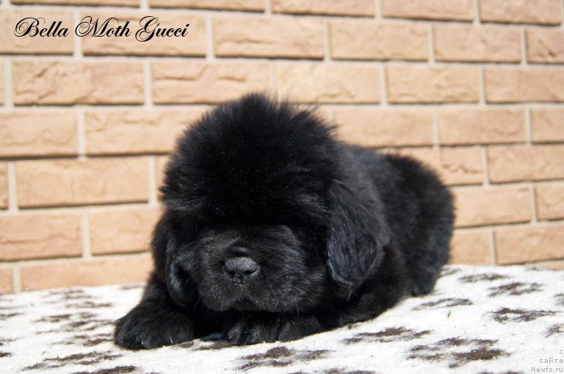 Фото: Бэлла Мосс Гуччи