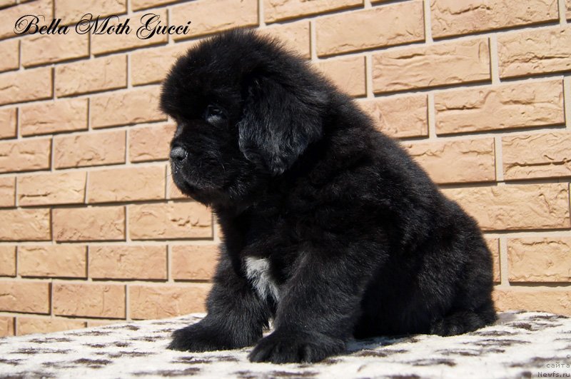 Фото: Бэлла Мосс Гуччи