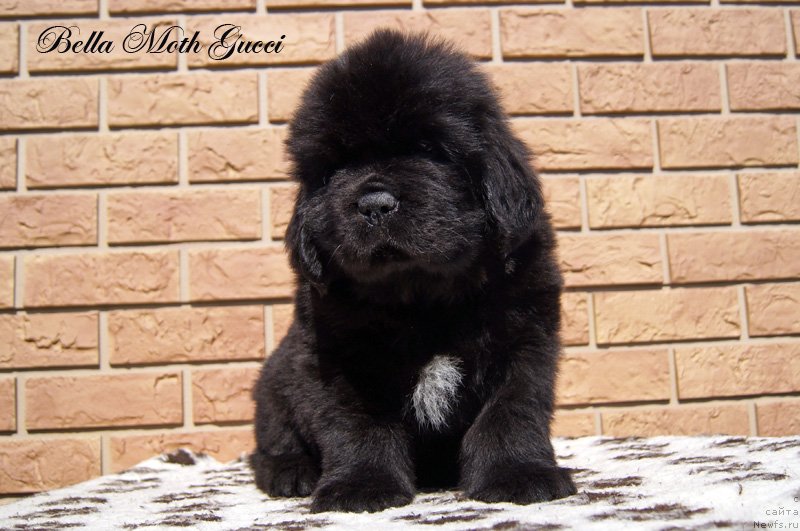 Фото: Бэлла Мосс Гуччи