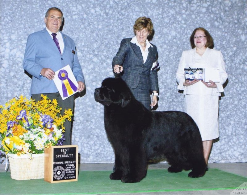 Фото: ньюфаундленд Numas C'est La Vie Seabrook