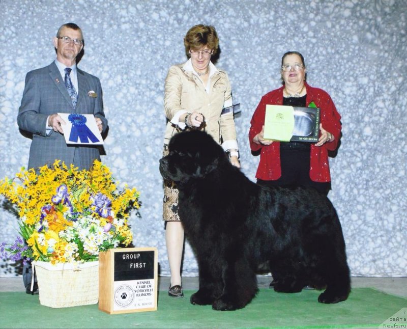Фото: ньюфаундленд Numas C'est La Vie Seabrook