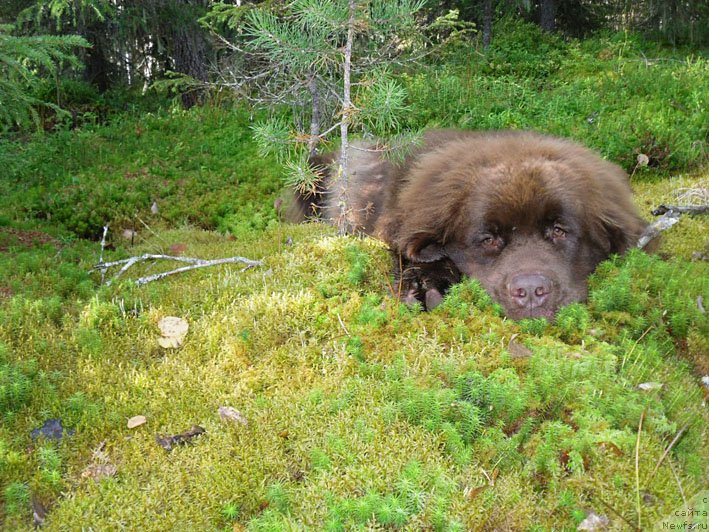 Фото: ньюфаундленд Horunzhy s Berega Dona (Хорунжий с Берега Дона)