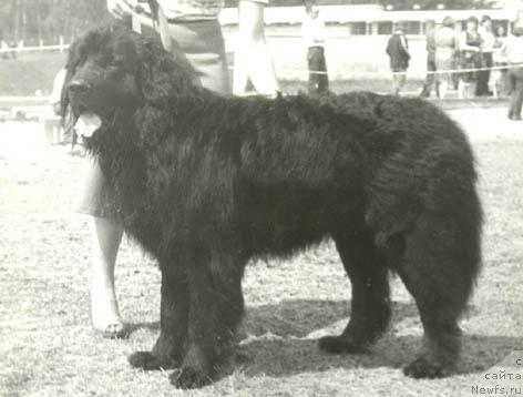 Фото: ньюфаундленд Bonifaciy Agji (Бонифаций Агжи)