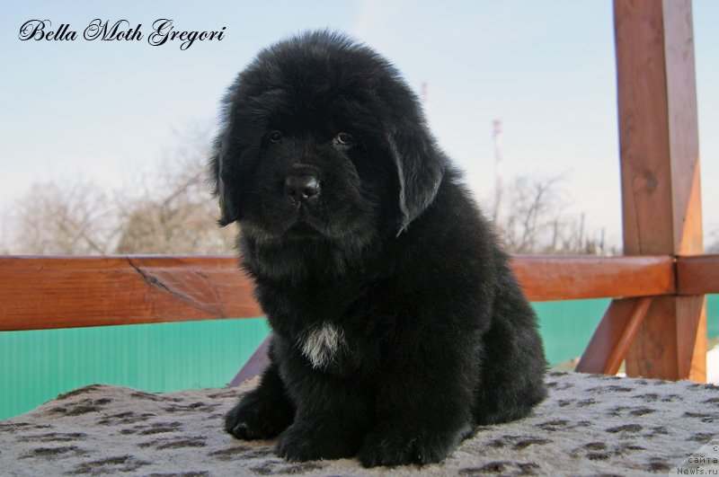 Фото: Бэлла Мосс Грегори