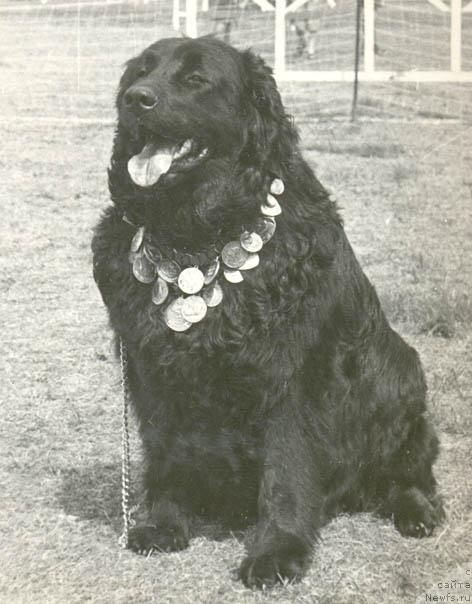 Фото: ньюфаундленд Betti Agji (Бетти Агжи)
