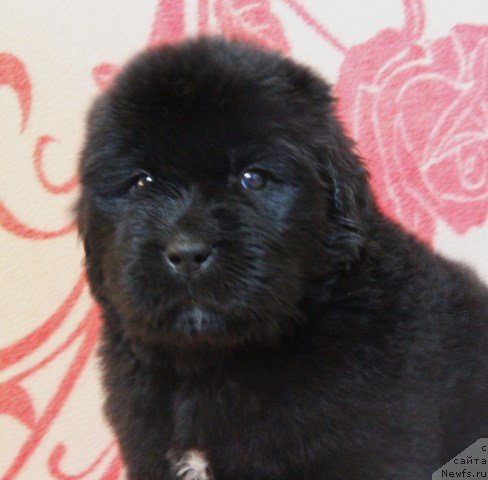 Фото: ньюфаундленд Ih Visochestvo Gloria Airis (Их Высочество Глория Айрис)