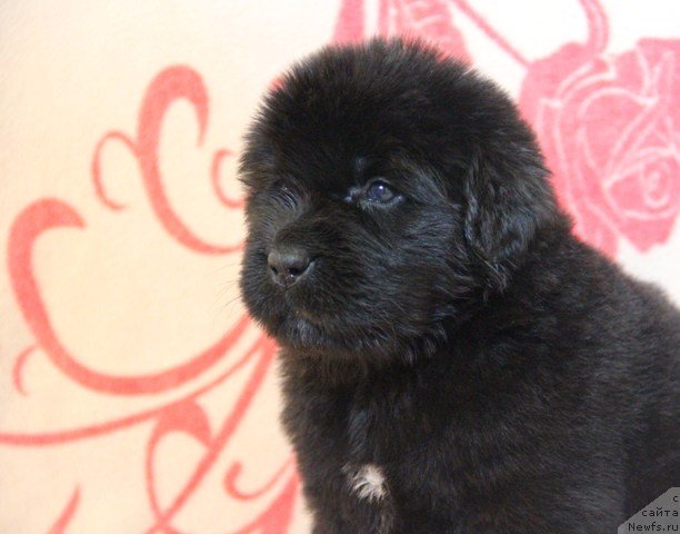 Фото: ньюфаундленд Ih Visochestvo Gloria Airis (Их Высочество Глория Айрис)