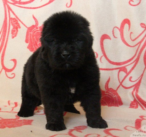 Фото: ньюфаундленд Ih Visochestvo Gloria Airis (Их Высочество Глория Айрис)