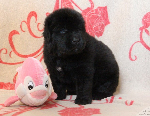 Фото: ньюфаундленд Ih Visochestvo Gloria Airis (Их Высочество Глория Айрис)