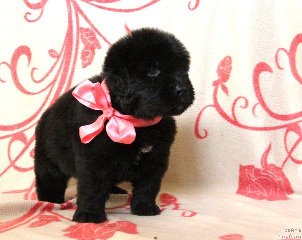 Фото: ньюфаундленд Ih Visochestvo Gloria Airis (Их Высочество Глория Айрис)