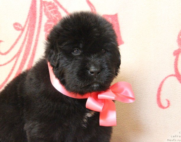 Фото: ньюфаундленд Ih Visochestvo Gloria Airis (Их Высочество Глория Айрис)