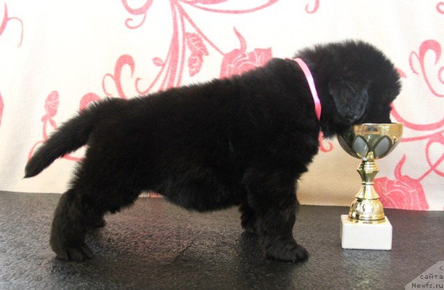 Фото: ньюфаундленд Ih Visochestvo Gloria Airis (Их Высочество Глория Айрис)