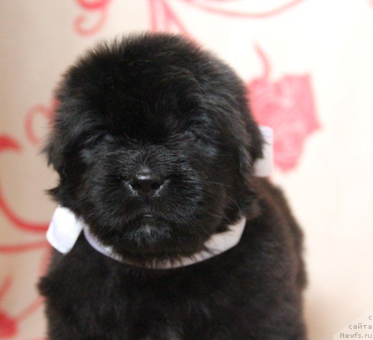 Фото: ньюфаундленд Ih Visochestvo Gloria Airis (Их Высочество Глория Айрис)