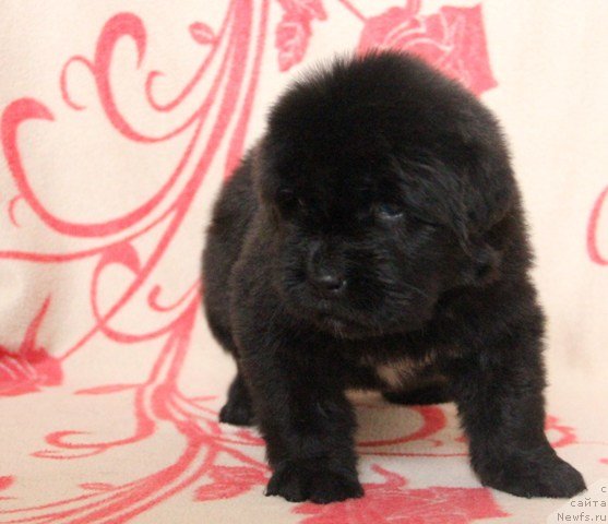 Фото: ньюфаундленд Ih Visochestvo Gloria Airis (Их Высочество Глория Айрис)