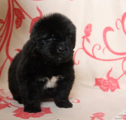 Фото: ньюфаундленд Ih Visochestvo Gloria Airis (Их Высочество Глория Айрис)