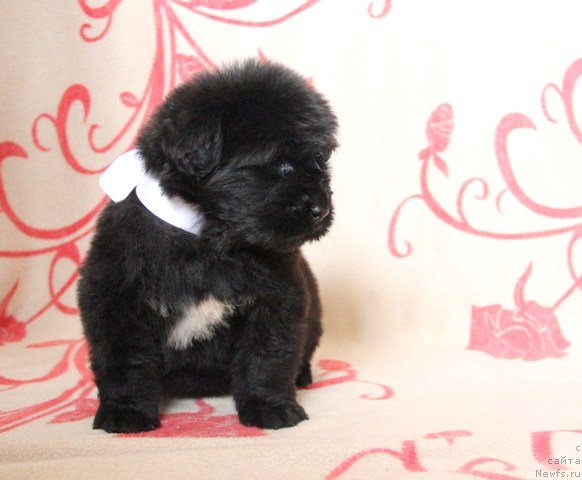 Фото: ньюфаундленд Ih Visochestvo Gloria Airis (Их Высочество Глория Айрис)