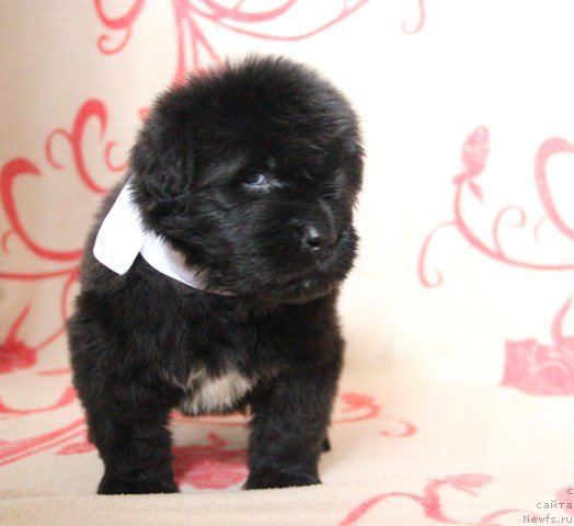 Фото: ньюфаундленд Ih Visochestvo Gloria Airis (Их Высочество Глория Айрис)