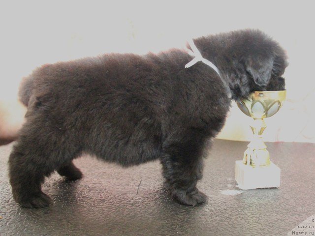 Фото: ньюфаундленд Ih Visochestvo Gloria Airis (Их Высочество Глория Айрис)