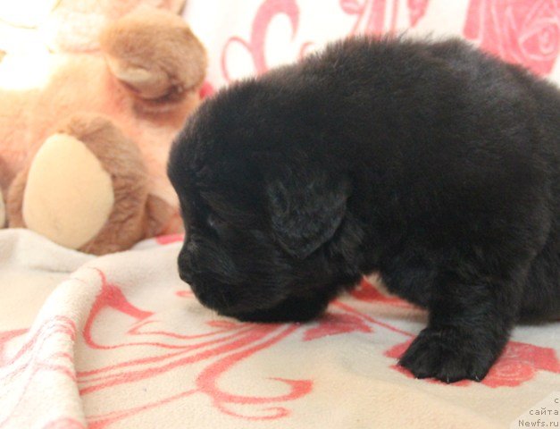 Фото: ньюфаундленд Ih Visochestvo Gloria Airis (Их Высочество Глория Айрис)