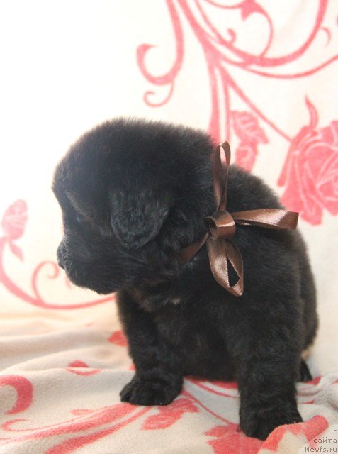 Фото: ньюфаундленд Ih Visochestvo Gloria Airis (Их Высочество Глория Айрис)