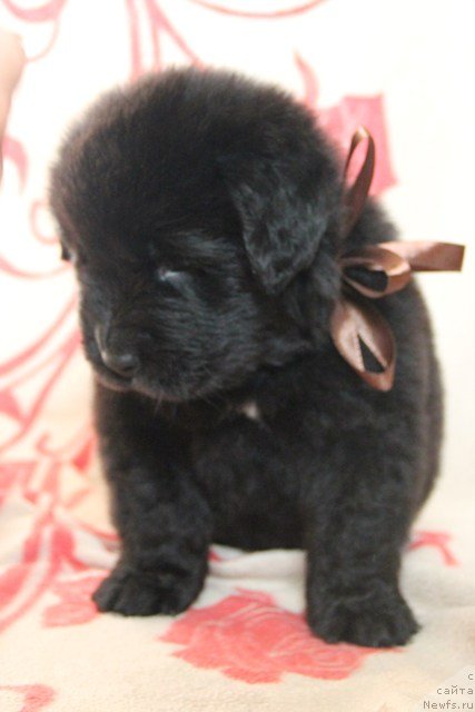 Фото: ньюфаундленд Ih Visochestvo Gloria Airis (Их Высочество Глория Айрис)