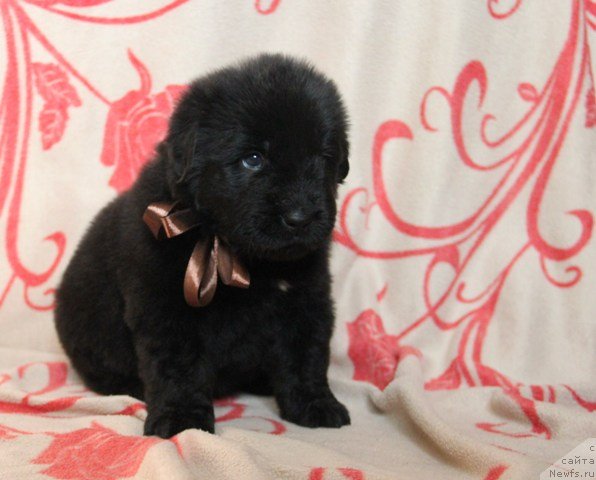 Фото: ньюфаундленд Ih Visochestvo Gloria Airis (Их Высочество Глория Айрис)
