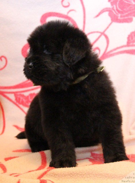 Фото: ньюфаундленд Ih Visochestvo Gloria Airis (Их Высочество Глория Айрис)