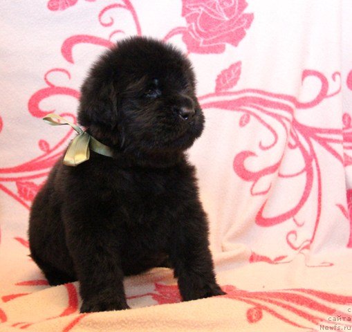 Фото: ньюфаундленд Ih Visochestvo Gloria Airis (Их Высочество Глория Айрис)
