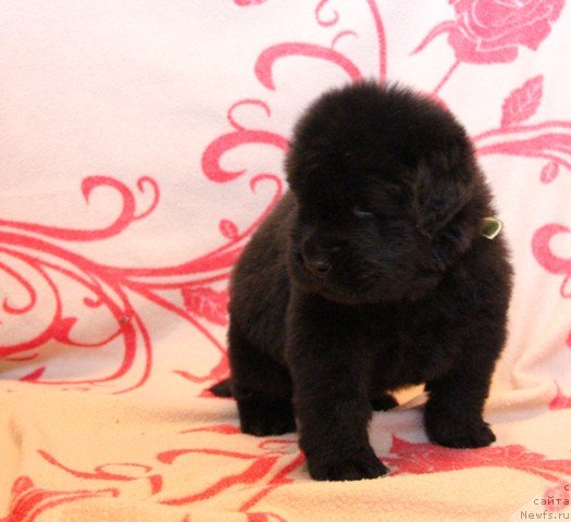 Фото: ньюфаундленд Ih Visochestvo Gloria Airis (Их Высочество Глория Айрис)
