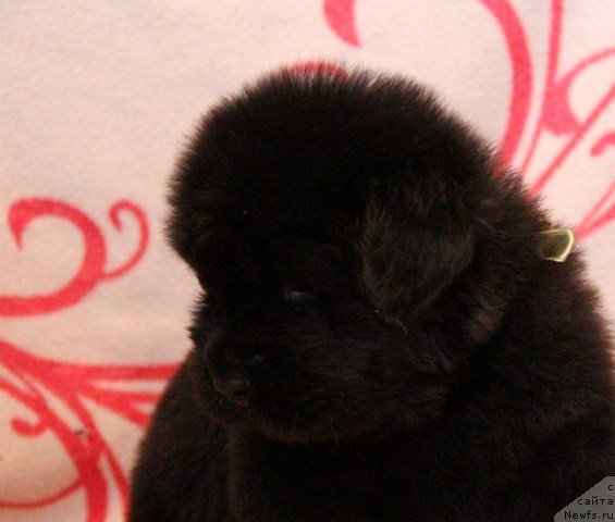 Фото: ньюфаундленд Ih Visochestvo Gloria Airis (Их Высочество Глория Айрис)