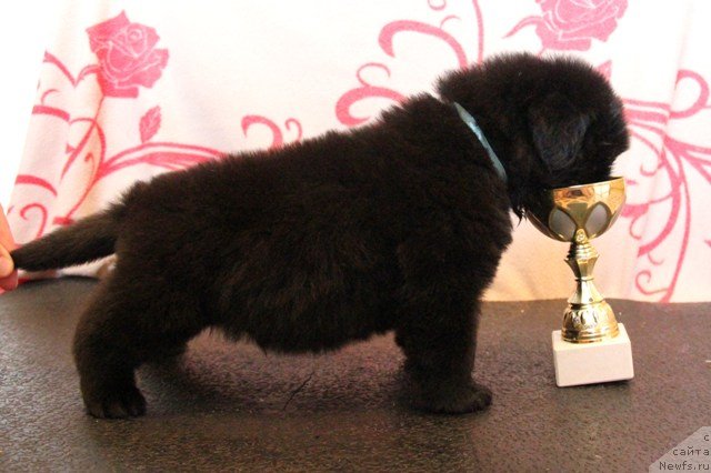 Фото: ньюфаундленд Ih Visochestvo Gloria Airis (Их Высочество Глория Айрис)