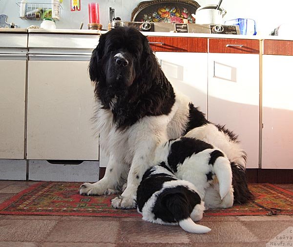 Фото: ньюфаундленд Super Bizon Cosmos (Супер Бизон Космос), ньюфаундленд Super Bizon Kuba (Супер Бизон Куба)