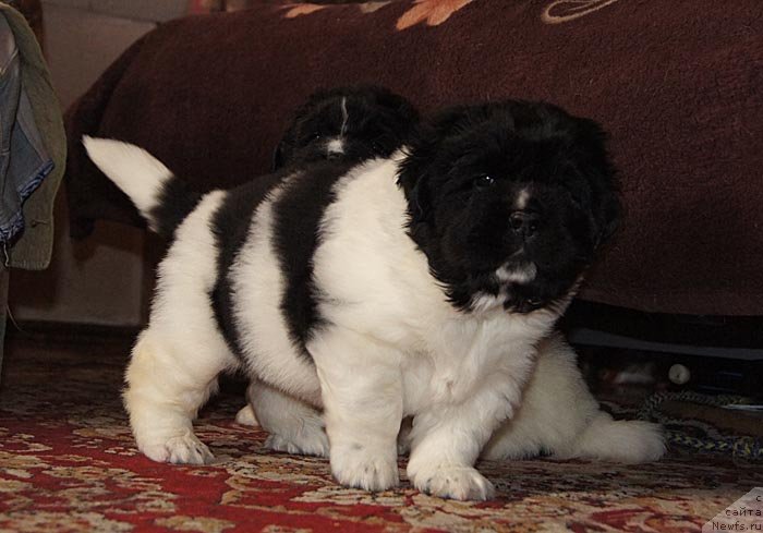 Фото: ньюфаундленд Super Bizon Cosmos (Супер Бизон Космос), ньюфаундленд Super Bizon Kuba (Супер Бизон Куба)