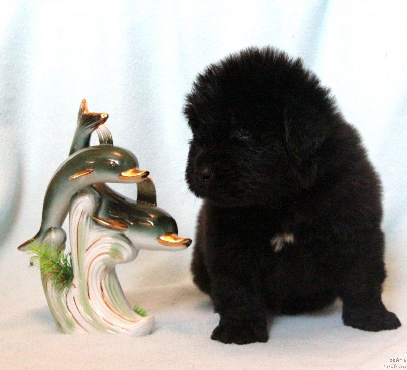 Фото: ньюфаундленд Ih Visochestvo Gloria Airis (Их Высочество Глория Айрис)