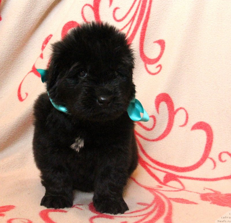 Фото: ньюфаундленд Ih Visochestvo Gloria Airis (Их Высочество Глория Айрис)