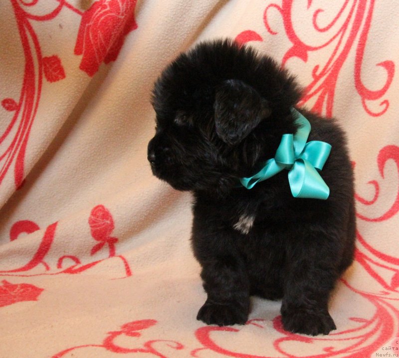 Фото: ньюфаундленд Ih Visochestvo Gloria Airis (Их Высочество Глория Айрис)