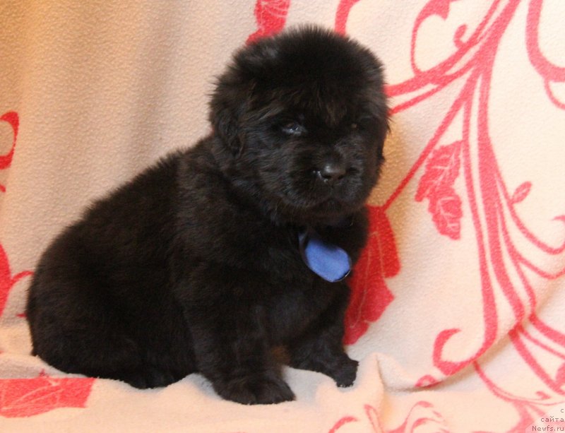 Фото: ньюфаундленд Ih Visochestvo Gloria Airis (Их Высочество Глория Айрис)